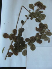 Lespedeza hirta hirta