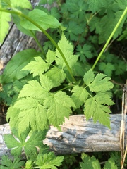 Osmorhiza depauperata