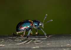 Platycorynus undatus