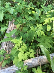 Osmorhiza depauperata