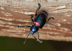 Platycorynus undatus