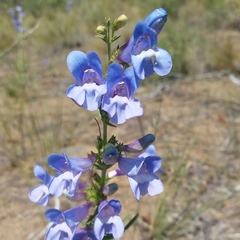 Penstemon speciosus