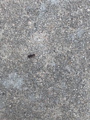 Pogonomyrmex imberbiculus