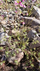 Muhlenbergia filiformis