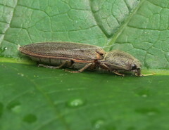 Gambrinus griseus