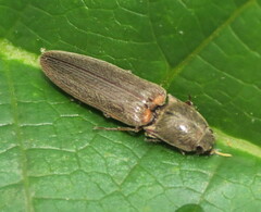 Gambrinus griseus