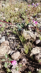 Muhlenbergia filiformis