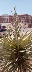 Yucca faxoniana