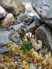 Cardamine bellidifolia