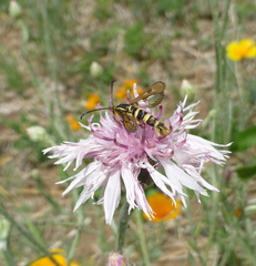 Synanthedon bibionipennis