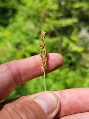 Carex prairea