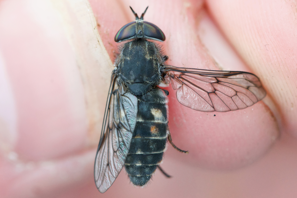 Hybomitra illota