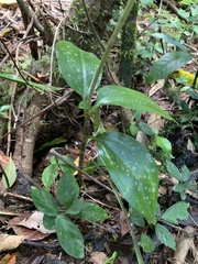 Zeuxine odorata