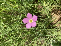 Sabatia campestris