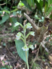Zeuxine odorata