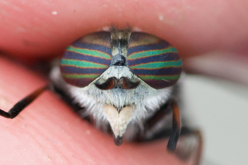Hybomitra illota photo 2