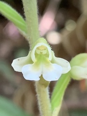 Zeuxine odorata