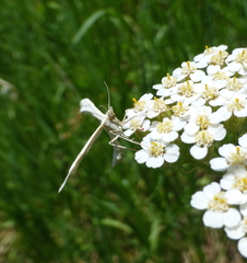 Gillmeria pallidactyla