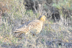 Syrrhaptes paradoxus