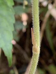 Zeuxine odorata