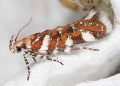 Aristotelia arenella