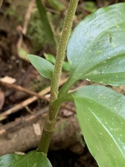 Zeuxine odorata