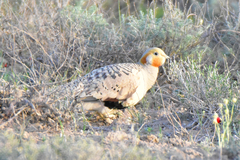 Syrrhaptes paradoxus