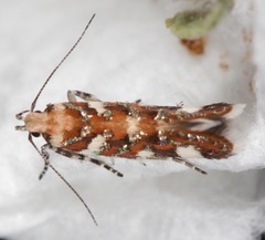 Aristotelia arenella