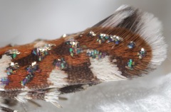 Aristotelia arenella