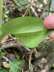 Zeuxine odorata