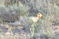 Syrrhaptes paradoxus