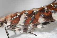 Aristotelia arenella