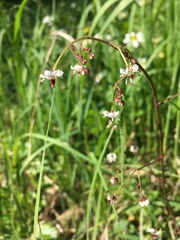 Dentate-leaved saxifrage (Saxifraga odontoloma)