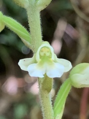 Zeuxine odorata