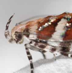 Aristotelia arenella