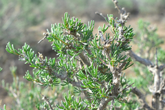 Salsola arbusculiformis