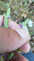 Trichostema oblongum