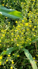 Castilleja lacera