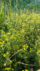 Castilleja lacera