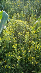 Castilleja lacera