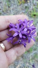 Dichelostemma multiflorum
