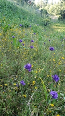 Dichelostemma multiflorum
