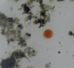 Haematococcus lacustris