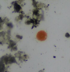 Haematococcus lacustris