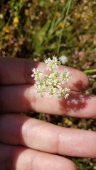 Perideridia bolanderi bolanderi