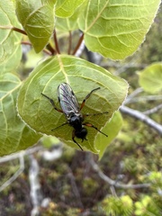 Bibio xanthopus
