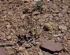 Lomatium foeniculaceum fimbriatum