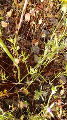 Perideridia bolanderi bolanderi