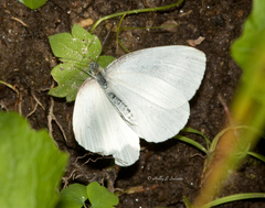 Pieris oleracea