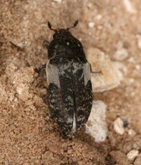Dermestes marmoratus